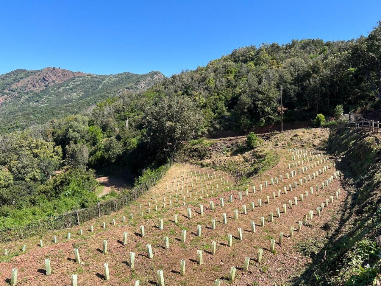 Agriturismo Paradisa Rio dellʼElba 외부 사진